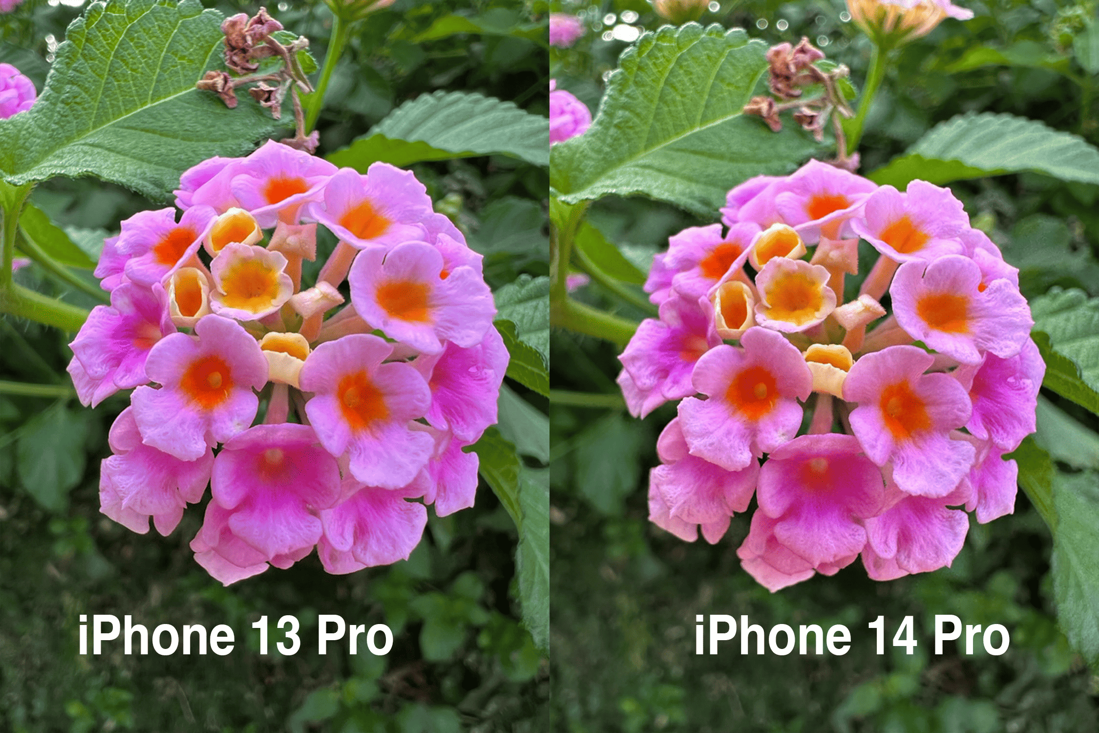 iPhone 14 Pro mang lại cho người dùng những bức hình sắc nét khi zoom cận cảnh